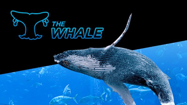 600x338 whale tcm1541 262131 1484036587110 tcm1488 338868 600x338 whale tcm1541 262131 1484036587110 tcm1488 338868